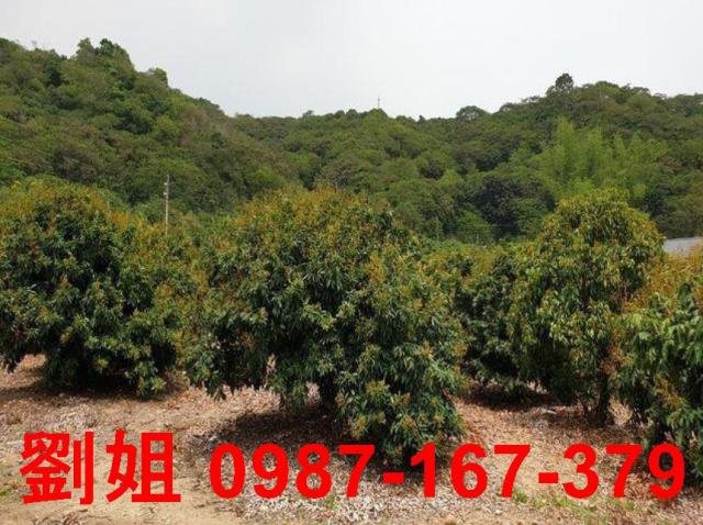 大樹農地-1