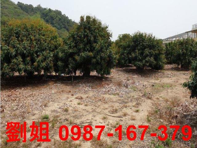 大樹農地-2