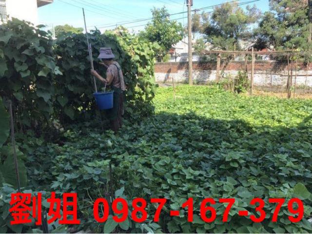 仁武農地-0
