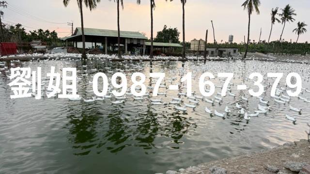 屏東內埔農地-0